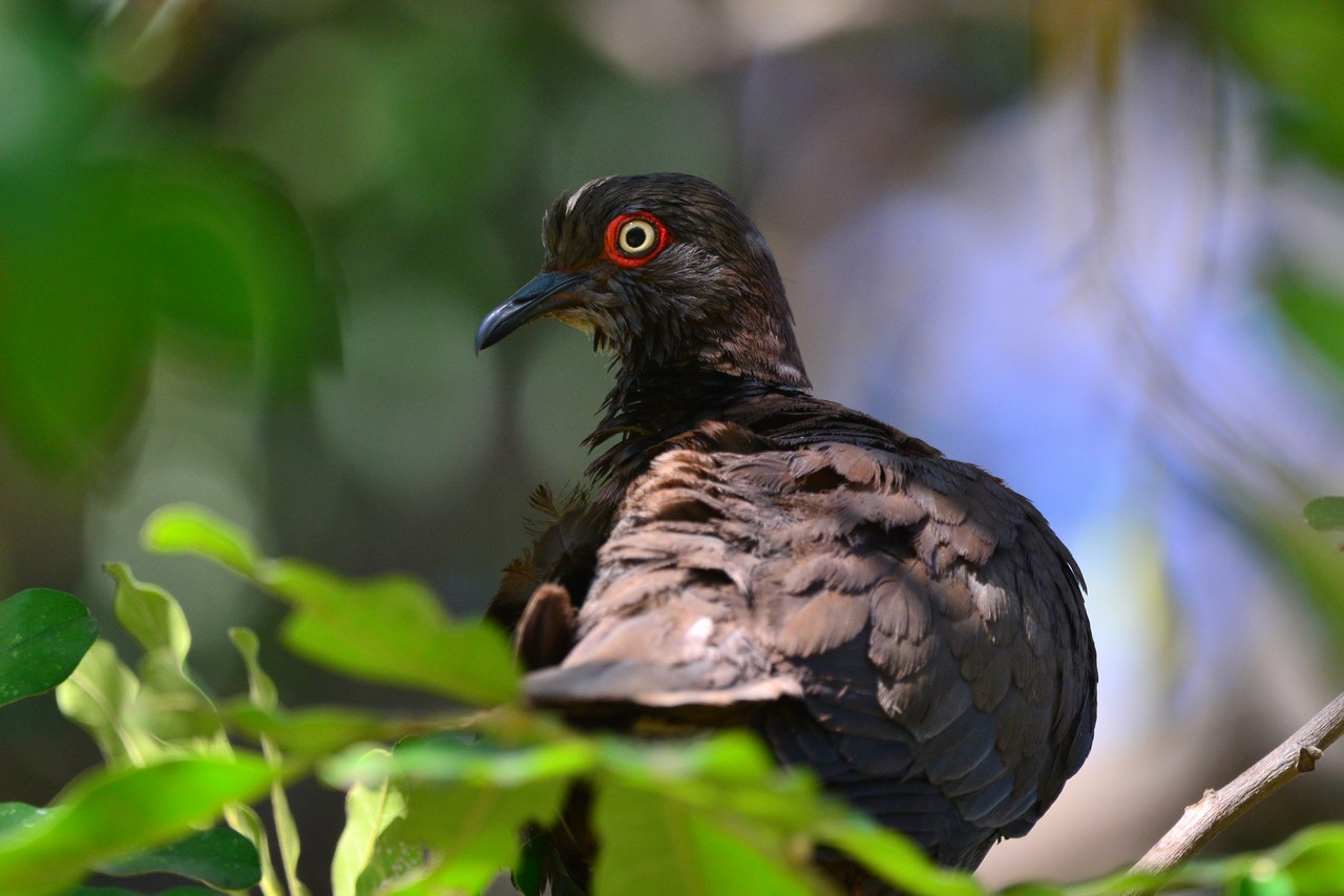 Streptopelia decipiens Streptopelia decipiens